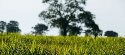 Como calcular a taxa de lotação das pastagens?