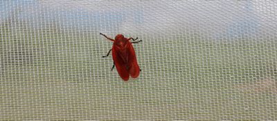 Cigarrinhas das pastagens: situação no país e controle