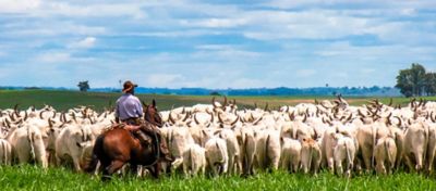 Como controlar as plantas daninhas em pastagens