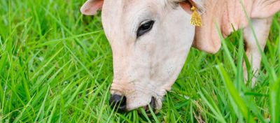 Manejo e cuidados no primeiro pastejo