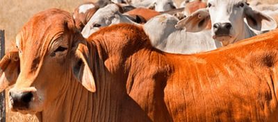 O passo a passo para garantir alimento para os bovinos na seca e no frio