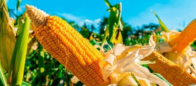 Subprodutos do etanol de milho como fonte de proteína mais barata