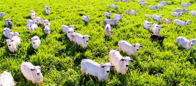 Técnicas para calcular a produtividade das pastagens