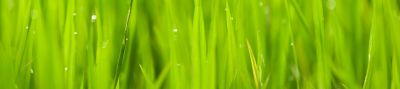 Imagen pasturas con gotas desktop