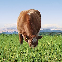Cow grazing in a pasture