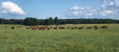 beautiful pasture