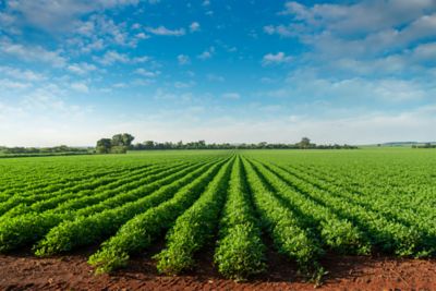 Peanut field rows