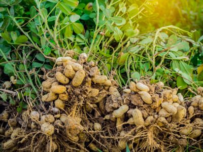Peanut Crop Protection  Corteva Agriscience™