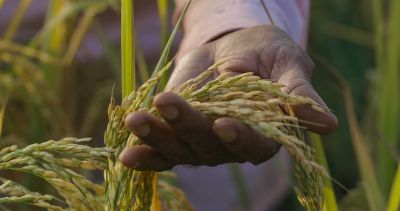 close up of wheat in man's hand in field