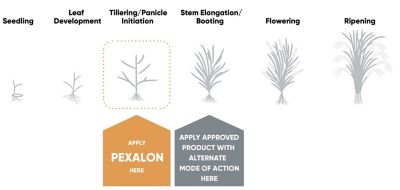 New mode of action for early, long-lasting control - treatment diagram