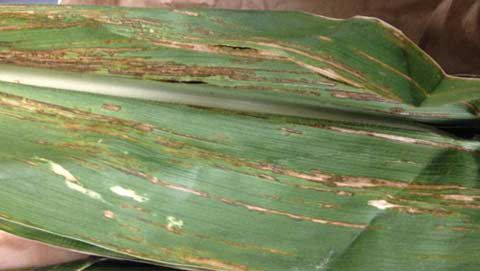 Photo - Bacterial Leaf Streak symptoms on corn leaf.