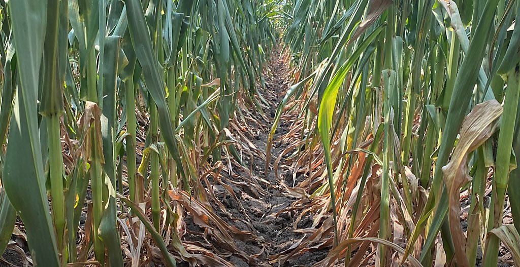 Photo - corn plants - showing stress - canopy view - Nebraska