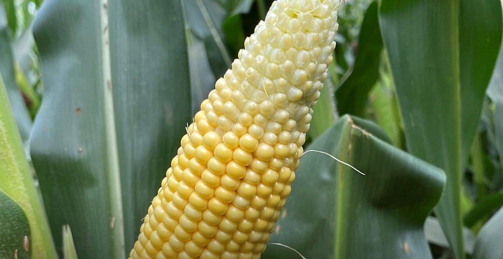Photo - corn ear tipback - Nebraska