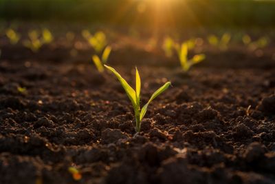 Photo - Emerging corn seedling in field - closeup