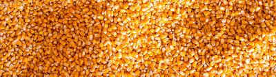 Corn kernels in piles