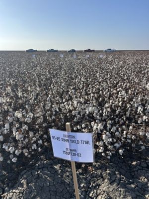 Breeding focused on increasing yield and tolerance to new strains of Fusarium Race 4 in California