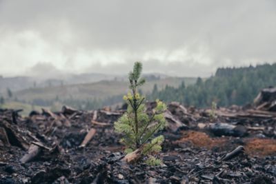 The IVMinute - IVM and Fire Mitigation