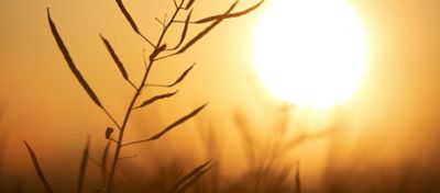 pioneer canola ready for harvest