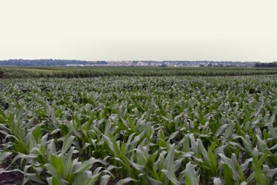 Pioneer corn research field