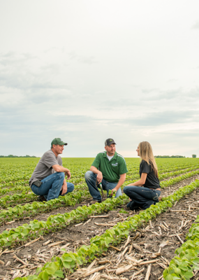 crouching in soybean rows