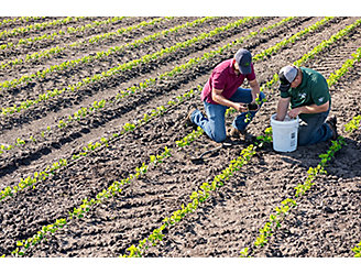 Two men washing the roots of young soybean plants for inspection in a field of emergent soybeans