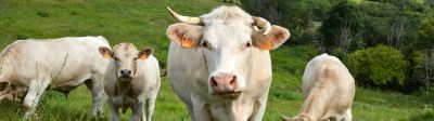 Pioneer/Corteva, partenaire du Herd Book Charolais