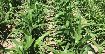 Zest WDG treated Inzen early sorghum