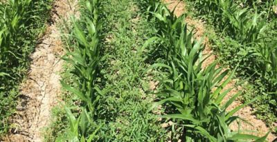 Untreated early sorghum