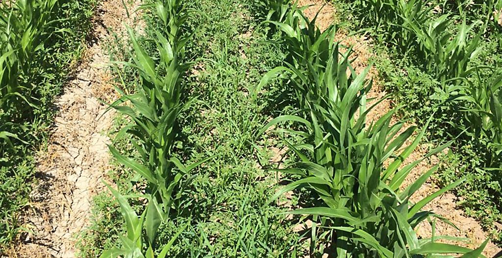 Untreated early sorghum