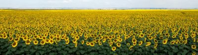 Pioneer Sunflowers