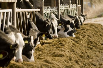 IMG-Pioneer_11CFT-Pioneer-V1