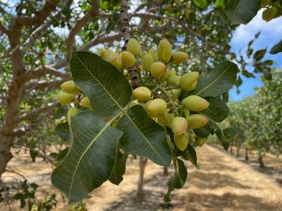 Pistachio plant