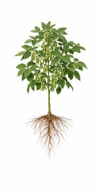 soybean plant