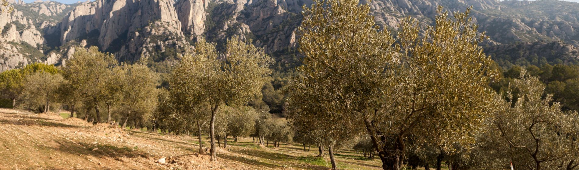 Podcast 12 Fondo Incendios forestales 2