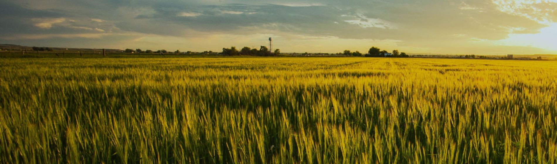 Podcast 14 Fondo cultivo