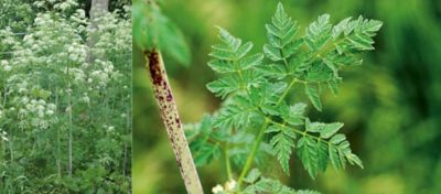 poison hemlock