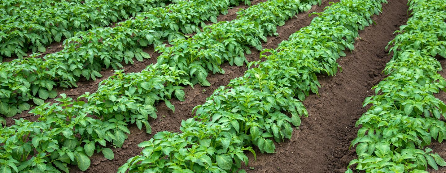 rows of young potatoes
