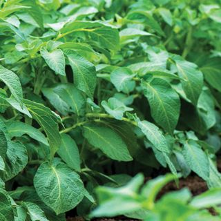 Potato leaves