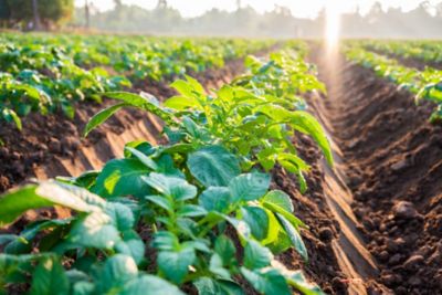 Potatoes in field