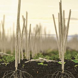 Canola stubble and weeds