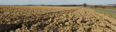 Prendre soin du tournesol, dès la préparation du semis