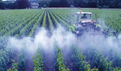 Stratégie et prévention de l’oïdium en vigne