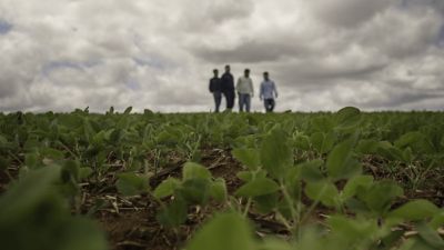 Agrônomos e agricultores observando lavoura de soja jovem em estágio inicial de desenvolvimento, com plantas daninhas sob controle e solo coberto por palhada, característico de plantio direto.
