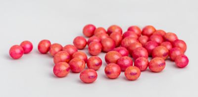 Grupo de sementes de soja tratadas quimicamente espalhadas sobre uma superfície branca lisa, exibindo coloração rosa intensa com manchas avermelhadas, característica do revestimento de fungicidas e inseticidas aplicados no tratamento de sementes. As sementes apresentam formato oval uniforme e superfície levemente brilhante, indicando cobertura completa do tratamento.