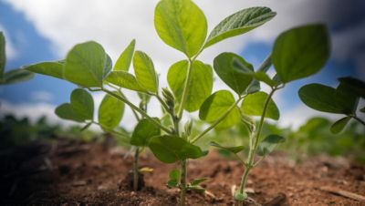 Mudas jovens de soja em estágio inicial de desenvolvimento emergindo de solo argiloso avermelhado, com folhas trifoliadas verde-vibrantes saudáveis e bem formadas em destaque no primeiro plano. Ao fundo desfocado, outras plantas da lavoura e um céu azul com nuvens brancas compõem o cenário típico de uma área de cultivo em condições favoráveis de estabelecimento de estande.