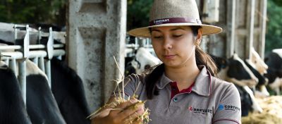 O Programa Silagem 360º fornece híbridos versáteis para facilitar a produção de silagem de qualidade