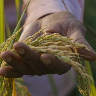 man's hand holding wheat stalks