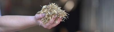 Quelle qualité sanitaire pour les ensilages 2024 ?