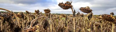 Quel bilan pour les tournesols français en 2024 ?