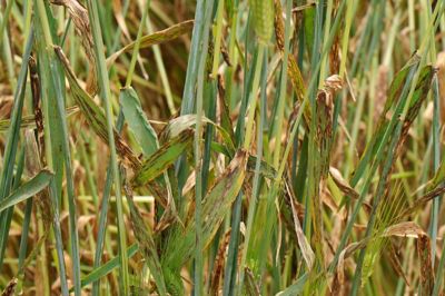 Rincosporiosis en cebada